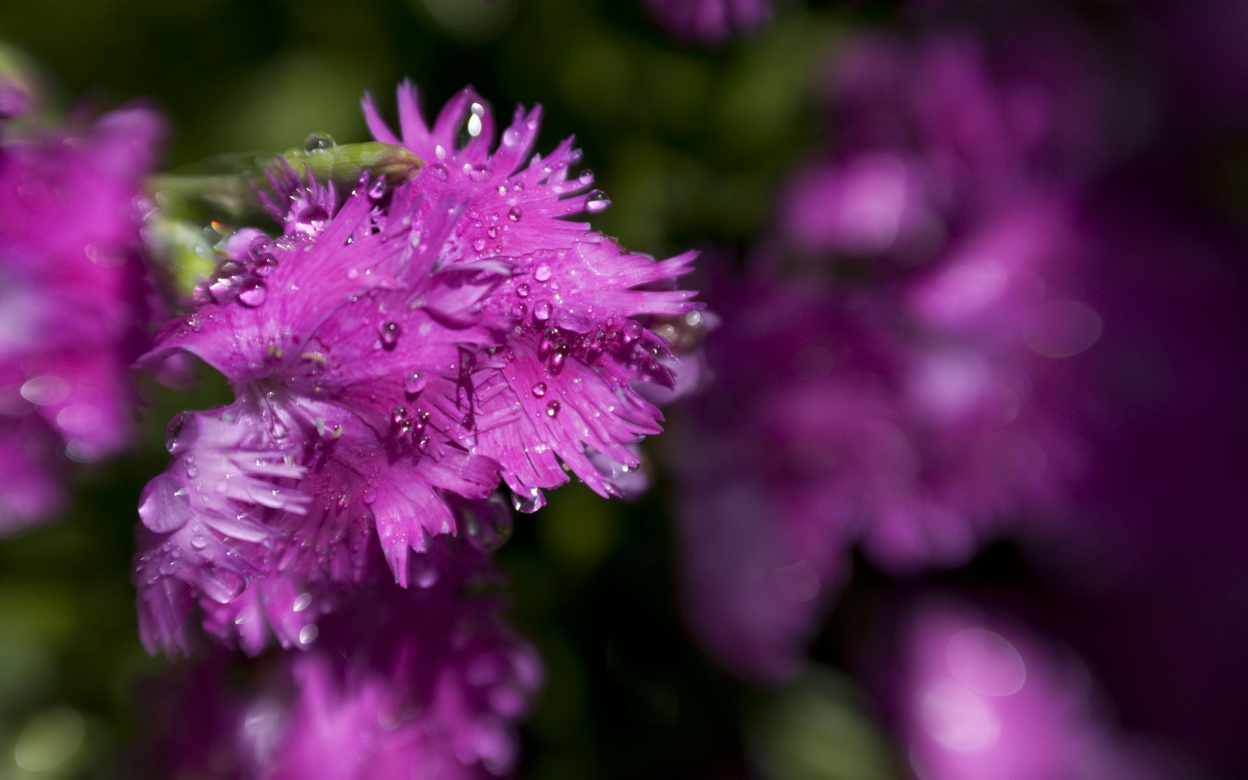BYU-Idaho Gardens Summertime